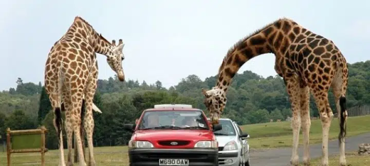 افضل اماكن للخروج في القاهرة للعائلات 