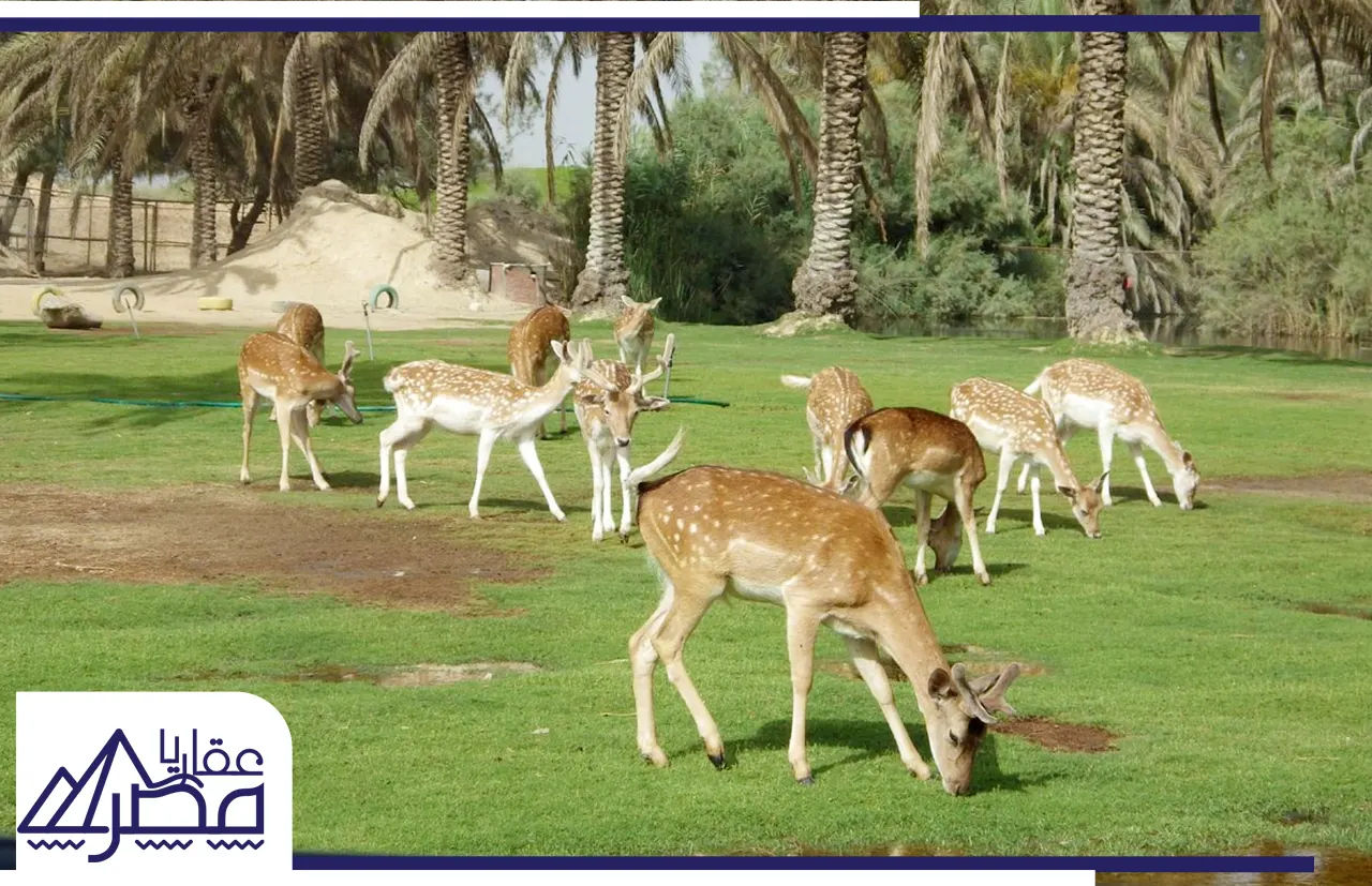 افريكانو بارك